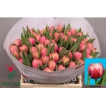 Tulp do Columbus
