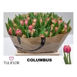 Tulp do Columbus