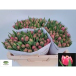 Tulp do Columbus
