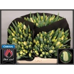 Tulp si Creme Fraiche