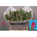 Tulp co Crown Negrita