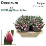 Tulp si Crossover