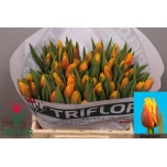Tulp fr Davenport
