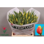 Tulp si Denmark
