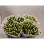 Tulp si Denmark