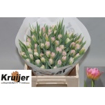 Tulp do Dotcom
