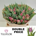 Tulp do Double Price