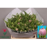Tulp do Double Price