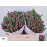 Tulp do Double Princess