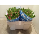 Tulp do Double Princess