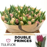 Tulp do Double Princess