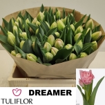 Tulp Dreamer