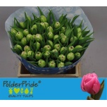Tulp do Dressing