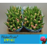 Tulp do Dressing