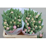 Tulp do Endless Love