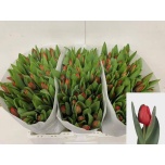 Tulp si Escape