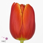 Tulp si Esta Bonita