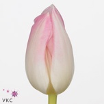 Tulp si First Class
