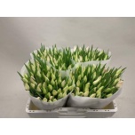Tulp si First Class