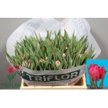 Tulp do Flash Point