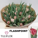 Tulp Flash Point