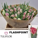 Tulp do Flash Point