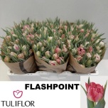Tulp do Flash Point