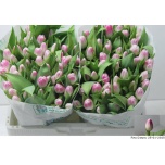 Tulp si Florence