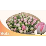 Tulp do Foxtrot