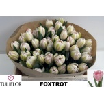 Tulp do Foxtrot