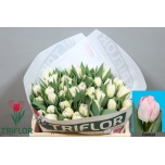 Tulp do Foxtrot