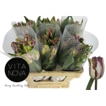 Tulp fr ov