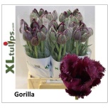 Tulp fr Gorilla