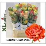 Tulp Gudoshnik Double