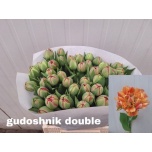 Tulp do Gudoshnik Double