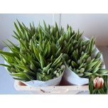 Tulp si Happy Generation