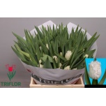 Tulp fr Honeymoon