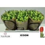 Tulp do Icoon