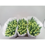 Tulp do Icoon