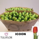 Tulp Icoon