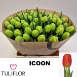 Tulp do Icoon