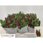 Tulp fr Indiana