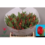 Tulp fr Indiana