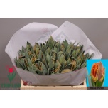 Tulp pa Irene Parrot
