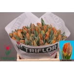 Tulp pa Irene Parrot