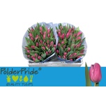 Tulp si Jumbo Pink