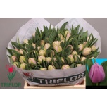 Tulp do Katinka