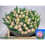 Tulp do Katinka