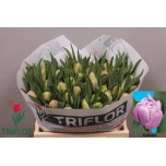 Tulp do Katinka