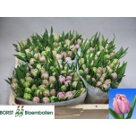 Tulp do Katinka